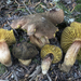 Golden-gilled Bolete - Photo (c) Nicolò Oppicelli, some rights reserved (CC BY-NC), uploaded by Nicolò Oppicelli