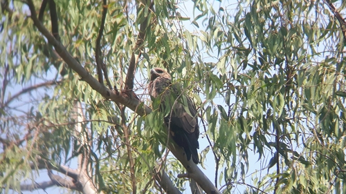 Tawny Eagle