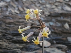 Tulbaghia dregeana