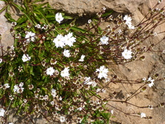 Heliosperma alpestre