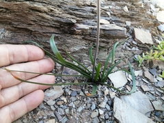 Tulbaghia dregeana