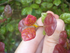 Austropuccinia psidii image