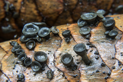 Piceomphale bulgarioides