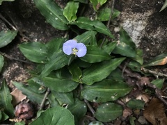 Commelina paludosa