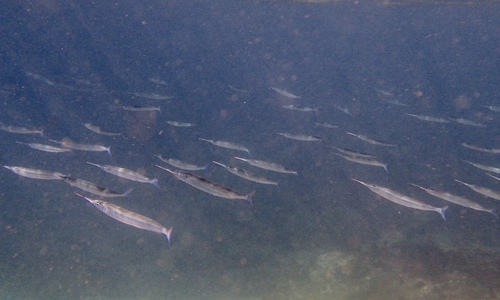 photo of Eastern Sea Garfish (Hyporhamphus australis)