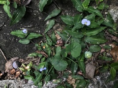 Commelina paludosa