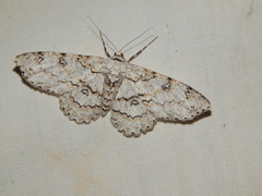 Ascotis reciprocaria