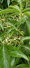 Euonymus hamiltonianus
