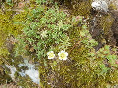 Saxifraga aspera