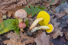 Aureoboletus gentilis