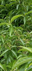 Euonymus hamiltonianus