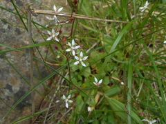 Micranthes stellaris robusta