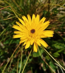 Scorzoneroides pyrenaica