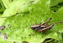 Metrioptera