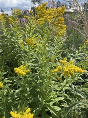 Solidago virgaurea
