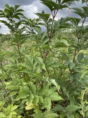 Sambucus racemosa