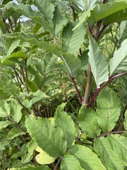 Sambucus racemosa