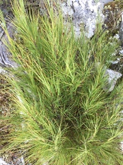 Dracophyllum acerosum