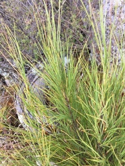 Dracophyllum acerosum