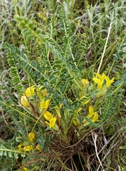 Astragalus rhizanthus candolleanus