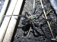Dolomedes schauinslandi