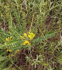 Astragalus rhizanthus candolleanus