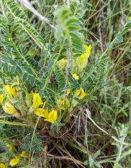 Astragalus rhizanthus candolleanus