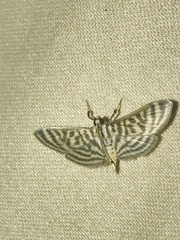 Spilomela