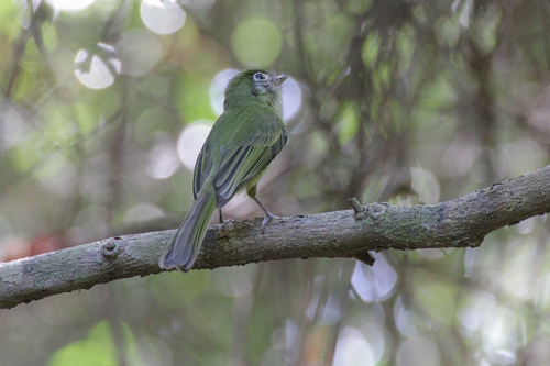 Rhynchocyclus brevirostris