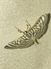 Spilomela