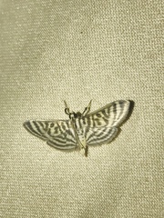 Spilomela
