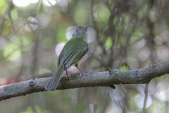 Rhynchocyclus brevirostris