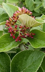 Viburnum cotinifolium