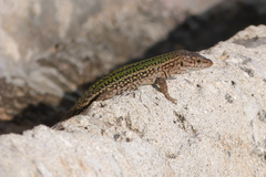 Podarcis pityusensis
