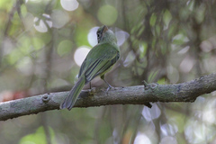 Rhynchocyclus brevirostris