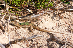 Podarcis pityusensis