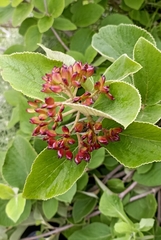 Viburnum cotinifolium