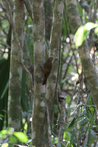 Dendrocincla anabatina