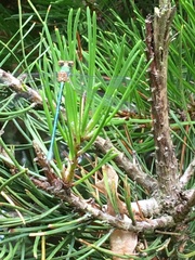 Chalcolestes viridis