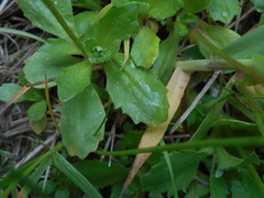 Micranthes stellaris robusta