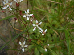 Micranthes stellaris robusta