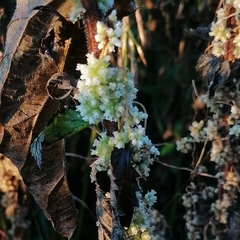 Cuscuta europaea