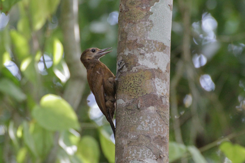 Leuconotopicus fumigatus