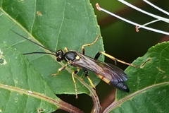 Ichneumon xanthorius