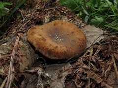 Neolentinus degener