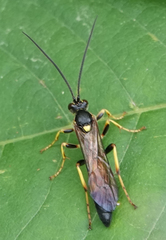 Ichneumon xanthorius