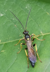 Ichneumon xanthorius