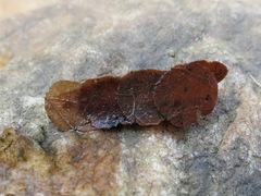 Pycnopsyche gentilis