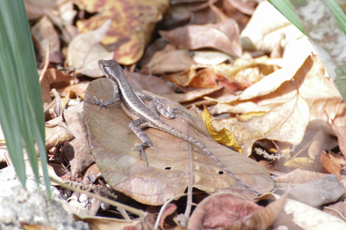 Sceloporus chrysostictus