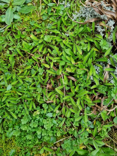 Leptinella calcarea, photograph 5